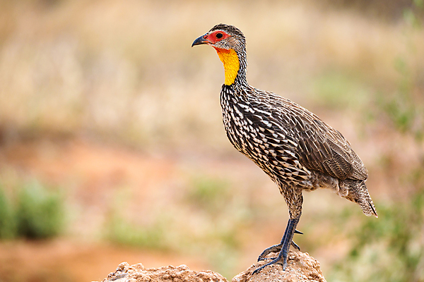 포토 JPG 해외이미지 나무 동물 야생동물 아프리카 자연 조류 앉기 사람없음 빨간색 파란색 깃털 부리 롤러 케냐 라일락 보츠와나 사바나 잠비아 탄자니아 환상 해외202105 해외포토 식물 꽃 나라 컬러 컨셉 모션 생태계 파일형식