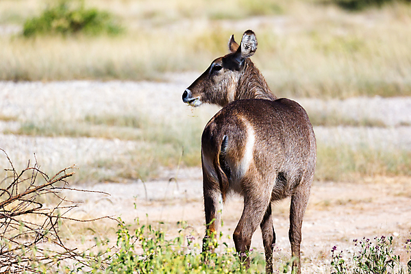 포토 JPG 해외이미지 동물 야생동물 포즈 포유류 아프리카 자연 초식동물 서기 사람없음 야외 머리 달러 게임 숲 영양 남쪽 사바나 잠비아 해외202105 해외포토 나라 돈 모션 놀이 신체부위 방향 생태계 파일형식