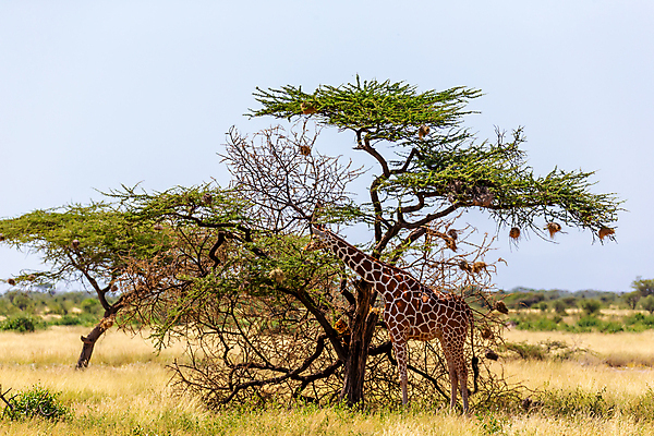 포토 JPG 해외이미지 나무 동물 야생동물 패턴 포유류 아프리카 자연 하늘 초식동물 국립공원 서기 풍경 초원 사람없음 야외 머리 걷기 게임 보호 큼 기린 목 케냐 사바나 해외202105 해외포토 식물 공원 나라 컨셉 무늬 모션 놀이 신체부위 크기 생태계 파일형식