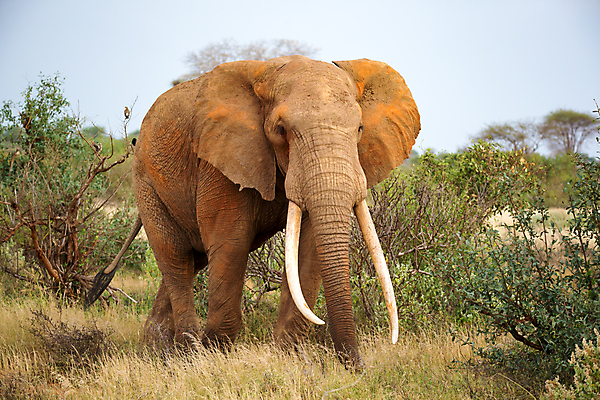 포토 JPG 해외이미지 나무 동물 야생동물 포유류 아프리카 자연 초식동물 코끼리 서기 풍경 초원 사람없음 야외 빨간색 걷기 게임 큼 귀 케냐 남쪽 사바나 해외202105 해외포토 식물 나라 컬러 모션 놀이 신체부위 크기 방향 생태계 파일형식