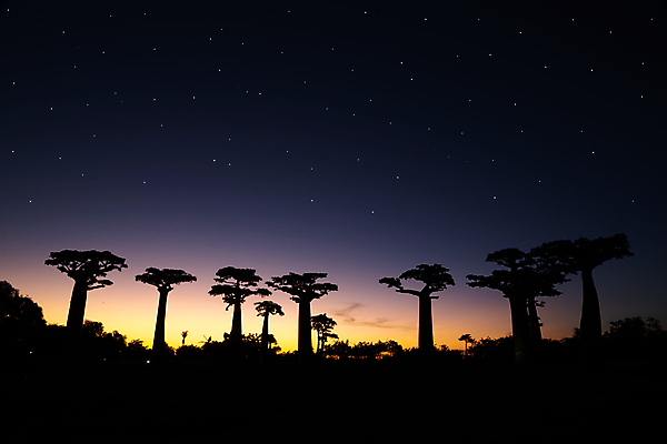 포토 JPG 해외이미지 나무 식물 실루엣 별 길 아프리카 자연 하늘 풍경 사람없음 야외 빛 햇빛 태양 일출 어둠 일몰 새벽 활발 야간 저녁 큼 은하계 천문학 마다가스카르 해외202105 해외포토 자연요소 교육 나라 컨셉 촬영기법 노을 크기 생태계 파일형식