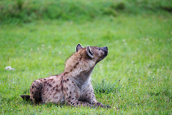 포토 JPG 해외이미지 동물 1 야생동물 포유류 아프리카 자연 웃음 사람없음 야외 사막 게임 점 위험 육식동물 사냥꾼 케냐 남쪽 사바나 잠비아 해외202105 해외포토 직업 나라 컨셉 놀이 표정 방향 생태계 파일형식