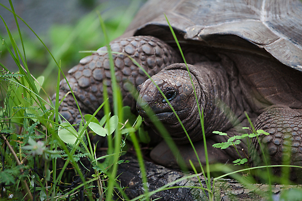 포토 JPG 해외이미지 동물 행복 야생동물 파충류 아프리카 자연 사람없음 야외 머리 맑음 껍질 거북이 보호 숲 큼 땅 에콰도르 갈라파고스 세이셸 느림 거인 남쪽 모리셔스 옛날 해외202105 해외포토 감정 나라 컨셉 날씨 신체부위 남아메리카 크기 방향 생태계 파일형식