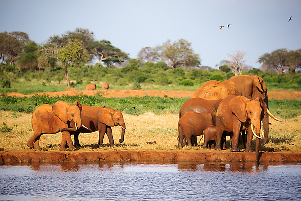 포토 JPG 해외이미지 나무 동물 지구 야생동물 포유류 아프리카 자연 초식동물 코끼리 풍경 초원 사람없음 야외 빨간색 물 햇빛 마시기 그룹 보호 씻기 큼 상아 케냐 사바나 해외202105 해외포토 자연요소 식물 나라 컬러 컨셉 모션 태양 청결 크기 생태계 파일형식
