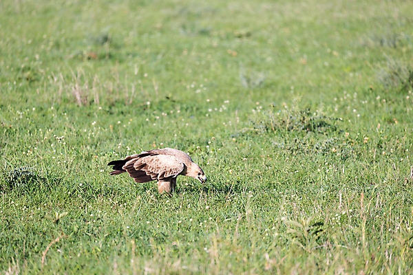 포토 JPG 해외이미지 동물 야생동물 날개 자연 조류 하늘 서기 풍경 사람없음 야외 머리 자유 비행 황금 우아함 먹이 깃털 부리 독수리 육식동물 웅장함 해외202105 해외포토 컨셉 모션 신체부위 생태계 파일형식