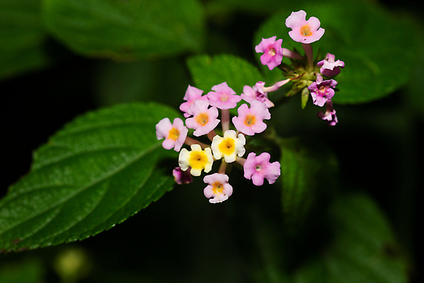 포토 JPG 해외이미지 나무 식물 꽃 꽃다발 잎 꽃무늬 아프리카 자연 풍경 사람없음 야외 빨간색 유행 정원 성장 벚꽃 개화 상록수 마다가스카르 알로하 해외202105 해외포토 나라 컬러 무늬 인사 생태계 파일형식