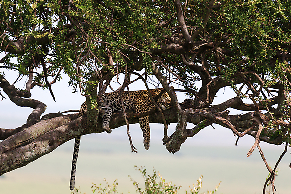 포토 JPG 해외이미지 나무 동물 야생동물 포유류 아프리카 자연 휴식 국립공원 사람없음 야외 가로 게임 잠 위험 큼 육식동물 5 사냥꾼 케냐 서식지 표범 거짓말 남아프리카 보츠와나 사바나 해외202105 해외포토 식물 직업 공원 나라 컨셉 놀이 숫자 크기 생태계 파일형식