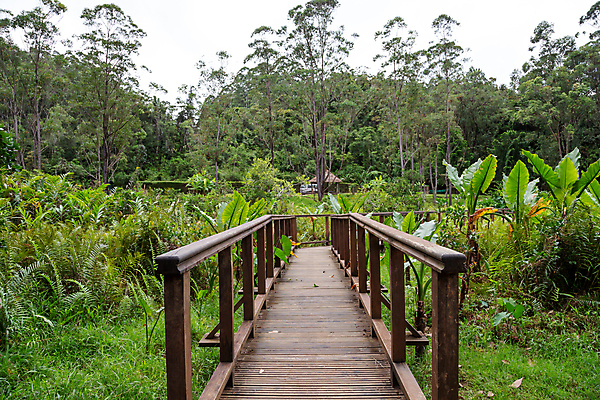 포토 JPG 해외이미지 나무 식물 길 꽃무늬 밭 자연 풍경 사람없음 야외 햇빛 환경 놀람 낭만 숲 오솔길 열대우림 마법 마다가스카르 방법 해외202105 해외포토 꽃 감정 컨셉 무늬 농업 표정 태양 생태계 파일형식