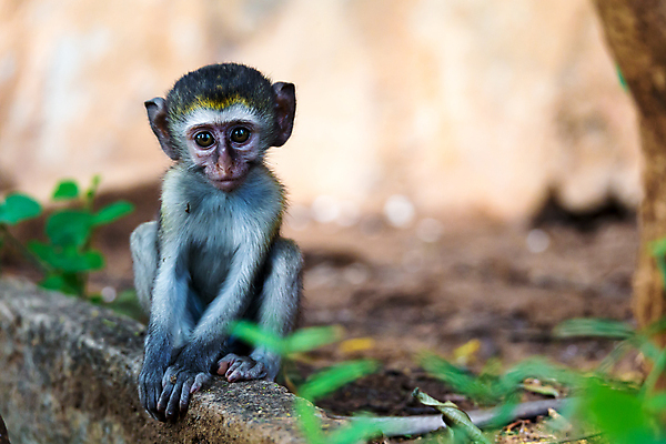 포토 JPG 해외이미지 나무 식물 동물 야생동물 아프리카 태국 자연 앉기 사람없음 야외 나뭇가지 원숭이 아기 케냐 서식지 유인원 해외202105 해외포토 나라 아시아 포유류 모션 사람 생태계 파일형식