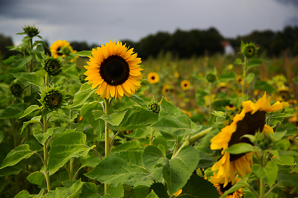 포토 JPG 해외이미지 식물 꽃 잎 꽃무늬 밭 자연 하늘 해바라기 풍경 초원 사람없음 파란색 햇빛 태양 농장 정원 맑음 성장 벚꽃 시골 개화 기름 밭일 해외202105 해외포토 자연요소 음식 컬러 무늬 농업 날씨 생태계 파일형식
