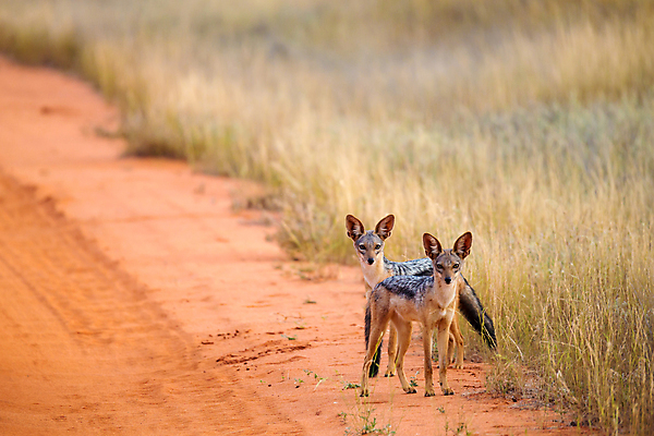 포토 JPG 해외이미지 동물 야생동물 포유류 아프리카 자연 아침 풍경 사람없음 야외 빛 사막 쌍 개 육식동물 사냥꾼 서식지 남쪽 나미비아 생태학 칼라하리 해외202105 해외포토 주간 직업 교육 나라 방향 생태계 남아프리카 파일형식