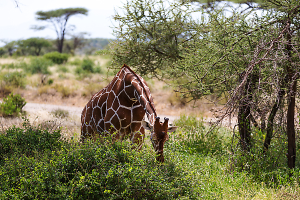 포토 JPG 해외이미지 나무 동물 야생동물 잎 패턴 포유류 아프리카 자연 하늘 초식동물 서기 초원 사람없음 머리 점 입 큼 혀 배고픔 기린 목 남쪽 아카시아 세렝게티 수유 탄자니아 해외202105 해외포토 식물 나라 무늬 모션 신체부위 크기 방향 생태계 파일형식