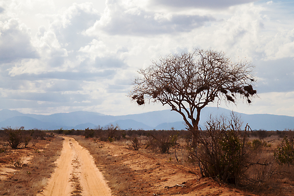 포토 JPG 해외이미지 나무 식물 도로 야생동물 아프리카 자연 하늘 풍경 초원 사람없음 야외 파란색 환경 케냐 동쪽 남쪽 아카시아 보츠와나 사바나 해외202105 해외포토 동물 나라 길 컬러 교통시설 방향 생태계 파일형식