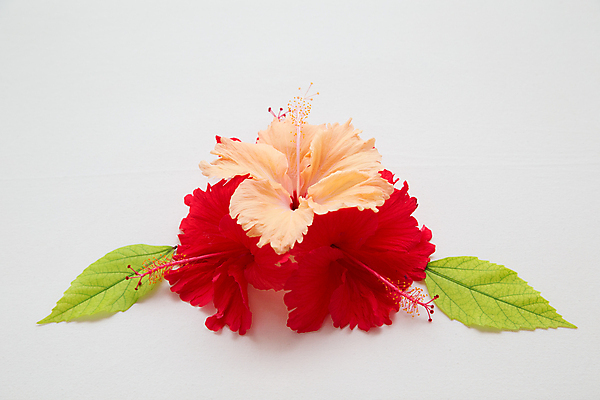 포토 JPG 해외이미지 식물 꽃잎 꽃 분홍색 잎 꽃무늬 자연 사람없음 빨간색 장미 중국 활발 개화 하와이 하와이인 히비스커스 알로하 해외202105 해외포토 외국인 아시아 컬러 컨셉 무늬 미국 인사 생태계 파일형식