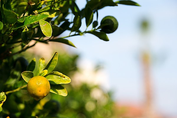 포토 JPG 해외이미지 식물 산업 음식 잎 과일 자연 귤 매달리기 사람없음 농장 정원 이탈리아 나뭇가지 달콤 맛 지중해 바이오 스페인어 맛있는 해외202105 해외포토 나무 유럽 바다 컨셉 농업 모션 생태계 파일형식