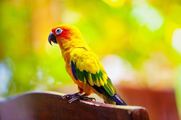 포토 JPG 해외이미지 동물 야생동물 날개 자연 조류 함께함 사랑 사람없음 파란색 깃털 앵무새 몰디브 잉꼬 지능 해외202105 해외포토 감정 아시아 컬러 컨셉 생태계 파일형식