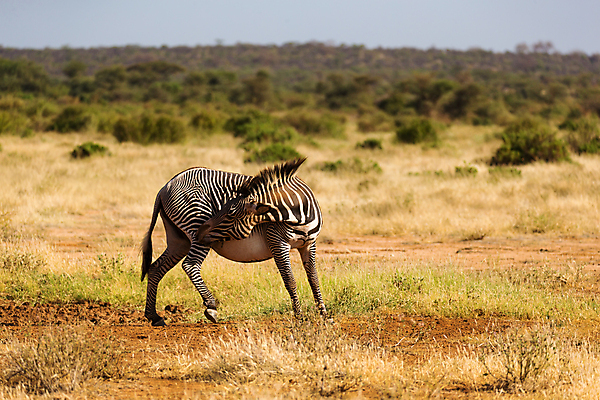 포토 JPG 해외이미지 나무 동물 야생동물 포유류 아프리카 자연 초식동물 미술 초원 사람없음 야외 줄무늬 게임 방목 그림 얼룩말 케냐 동쪽 남쪽 사바나 수유 해외202105 해외포토 식물 나라 무늬 놀이 문화예술 말_동물 축산업 방향 생태계 파일형식