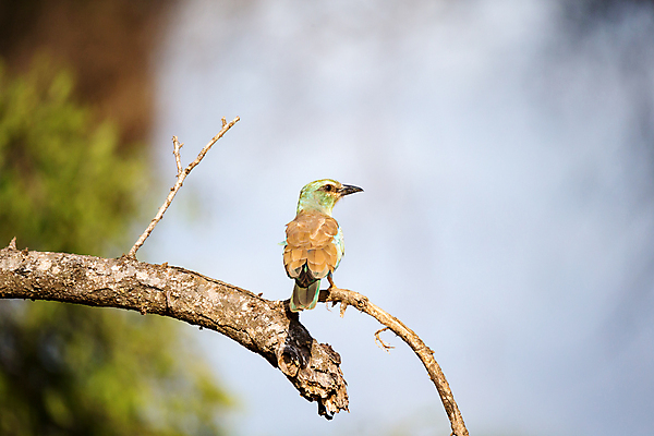 포토 JPG 해외이미지 나무 동물 야생동물 아프리카 자연 조류 사람없음 파란색 깃털 부리 롤러 케냐 라일락 보츠와나 잠비아 탄자니아 해외202105 해외포토 식물 꽃 나라 컬러 생태계 파일형식