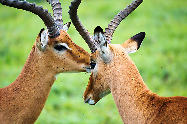 포토 JPG 해외이미지 동물 야생동물 포유류 아프리카 자연 초식동물 사슴 뿔 초원 사람없음 야외 빨간색 머리 영양 가젤 나미비아 램 보츠와나 해외202105 해외포토 나라 컬러 신체부위 생태계 남아프리카 파일형식