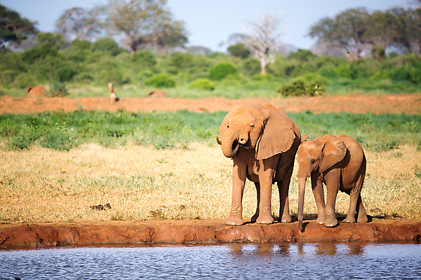 포토 JPG 해외이미지 나무 동물 지구 야생동물 포유류 아프리카 자연 초식동물 코끼리 풍경 초원 사람없음 야외 빨간색 물 햇빛 마시기 그룹 보호 씻기 큼 상아 케냐 사바나 해외202105 해외포토 자연요소 식물 나라 컬러 컨셉 모션 태양 청결 크기 생태계 파일형식