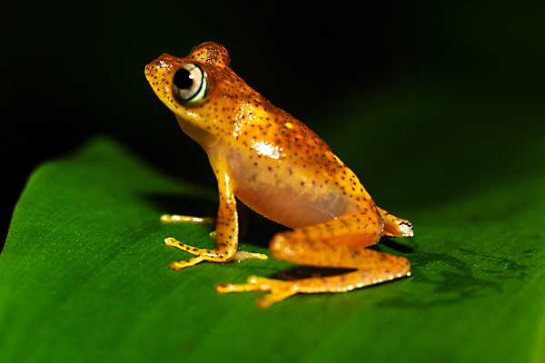 포토 JPG 해외이미지 동물 1 야생동물 잎 파충류 아프리카 자연 열대 국립공원 개구리 양서류 사람없음 야외 빨간색 물 젖음 황금 숲 위험 열대우림 마다가스카르 해외202105 해외포토 자연요소 식물 공원 나라 컬러 컨셉 생태계 파일형식