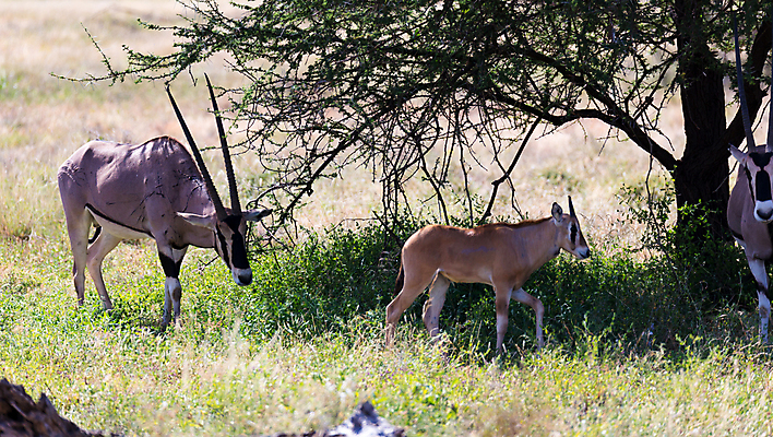 포토 JPG 해외이미지 나무 동물 야생동물 포유류 아프리카 자연 초식동물 뿔 풍경 초원 사람없음 야외 사막 자녀 아기 보호 영양 케냐 사바나 초식 해외202105 해외포토 식물 나라 컨셉 사람 생태계 파일형식