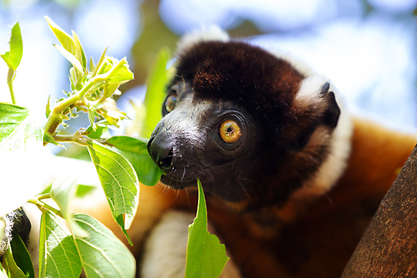 포토 JPG 해외이미지 나무 동물 야생동물 포유류 아프리카 자연 사람없음 야외 원숭이 보호 숲 실크 호기심 마다가스카르 여우원숭이 해외202105 해외포토 식물 감정 나라 컨셉 직물 생태계 파일형식