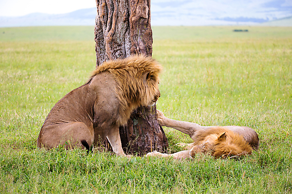 포토 JPG 해외이미지 동물 커플 행복 감정 야생동물 2 포유류 아프리카 자연 사람없음 사자 어깨 형제 육식동물 5 사냥꾼 사자자리 표범 남동생 사바나 해외202105 해외포토 직업 남자 나라 가족 관계 신체부위 숫자 별자리 생태계 동생 파일형식