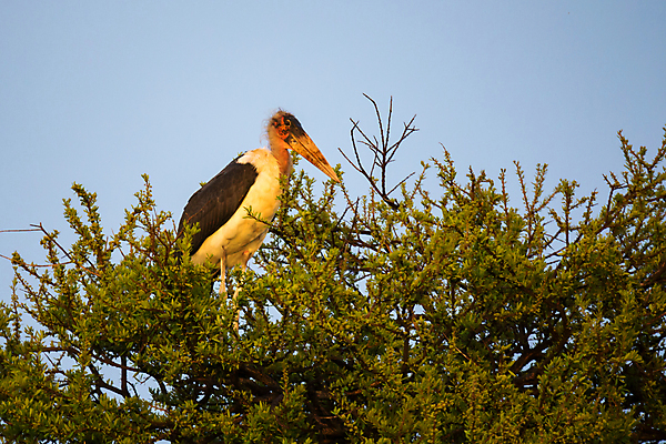 포토 JPG 해외이미지 나무 동물 유럽 야생동물 날개 자연 조류 하늘 사람없음 야외 가로 파란색 회색 나뭇가지 숲 먹이 깃털 사냥 부리 독수리 육식동물 사냥꾼 갈라파고스 해외202105 해외포토 식물 직업 나라 컬러 생태계 에콰도르 파일형식