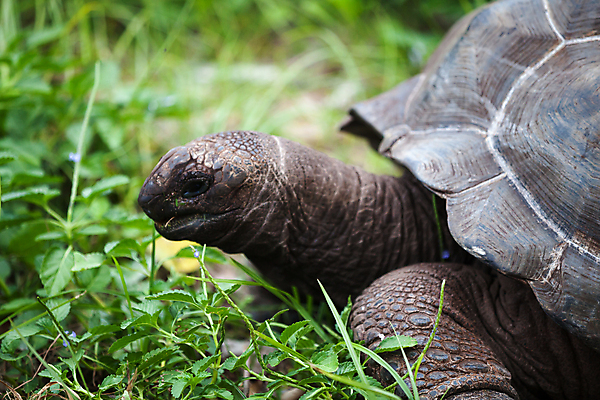 포토 JPG 해외이미지 동물 행복 야생동물 파충류 아프리카 자연 사람없음 야외 머리 맑음 껍질 거북이 보호 숲 큼 땅 에콰도르 갈라파고스 세이셸 느림 거인 남쪽 모리셔스 옛날 해외202105 해외포토 감정 나라 컨셉 날씨 신체부위 남아메리카 크기 방향 생태계 파일형식