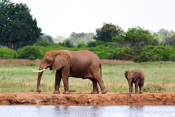 포토 JPG 해외이미지 나무 동물 지구 야생동물 포유류 아프리카 자연 초식동물 코끼리 풍경 초원 사람없음 야외 빨간색 물 햇빛 마시기 그룹 보호 씻기 큼 상아 케냐 사바나 해외202105 해외포토 자연요소 식물 나라 컬러 컨셉 모션 태양 청결 크기 생태계 파일형식