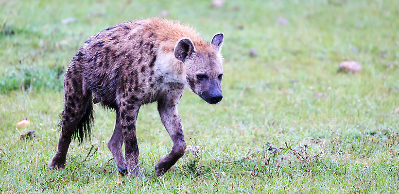 포토 JPG 해외이미지 동물 야생동물 포유류 아프리카 자연 아침 건조 초원 사람없음 야외 걷기 게임 점 위험 육식동물 사냥꾼 케냐 남쪽 사바나 세렝게티 순찰 해외202105 해외포토 주간 직업 나라 컨셉 모션 놀이 방향 생태계 파일형식