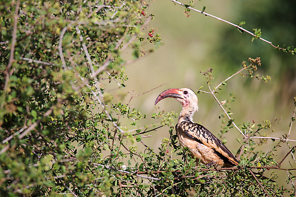 포토 JPG 해외이미지 야생동물 날개 아프리카 자연 조류 왕관 앉기 사람없음 야외 머리 회색 쌍 기다림 보호 큼 깃털 부리 부드러움 케냐 세렝게티 해외202105 해외포토 동물 나라 컬러 컨셉 모션 신체부위 감각 크기 생태계 파일형식