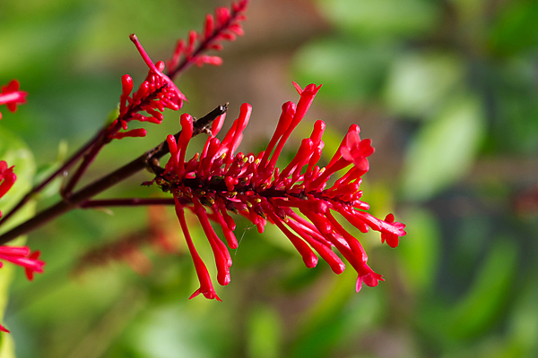 포토 JPG 해외이미지 나무 식물 꽃 꽃다발 잎 꽃무늬 아프리카 자연 풍경 사람없음 야외 빨간색 유행 정원 성장 벚꽃 개화 상록수 마다가스카르 알로하 해외202105 해외포토 나라 컬러 무늬 인사 생태계 파일형식