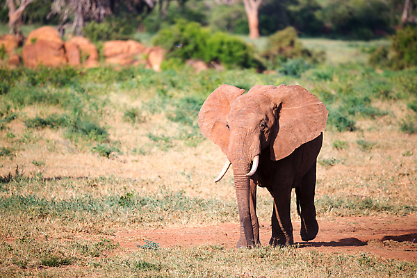 포토 JPG 해외이미지 나무 동물 야생동물 포유류 아프리카 자연 초식동물 코끼리 국립공원 풍경 초원 사람없음 빨간색 걷기 큼 케냐 서식지 동쪽 보츠와나 인기 해외202105 해외포토 식물 공원 나라 컬러 모션 크기 방향 생태계 파일형식