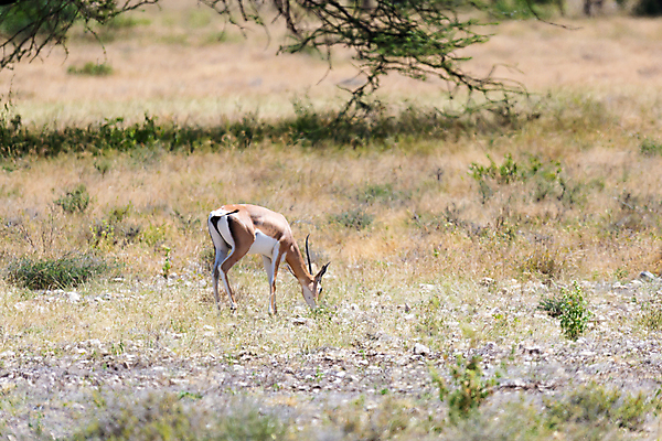포토 JPG 해외이미지 동물 야생동물 포유류 아프리카 자연 뿔 서기 초원 사람없음 야외 땅 영양 케냐 가젤 사바나 생태학 세렝게티 수유 승인 초식 탄자니아 해외202105 해외포토 교육 나라 모션 생태계 파일형식