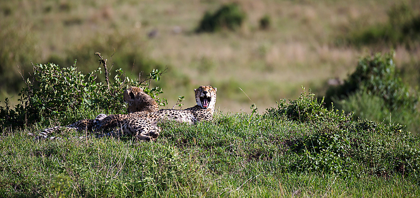 포토 JPG 해외이미지 동물 야생동물 새끼 포유류 가족 아프리카 자연 엄마 사람없음 게임 아기 점 황금 보호 큼 속도 사냥 육식동물 사냥꾼 케냐 치타 표범 남쪽 사바나 세렝게티 탄자니아 해외202105 해외포토 직업 나라 컨셉 관계 놀이 사람 크기 방향 생태계 파일형식