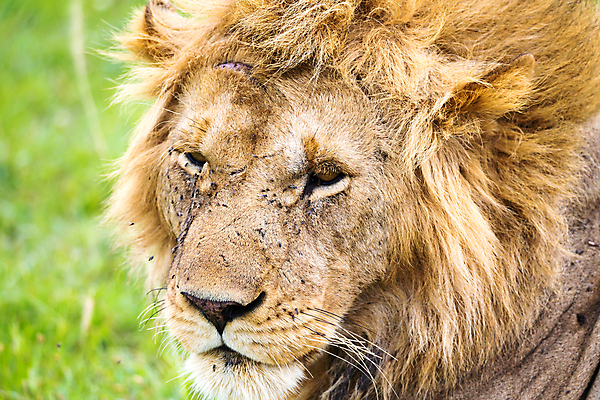 포토 JPG 해외이미지 동물 야생동물 포유류 아프리카 자연 휴식 사람없음 옆모습 머리 환경 위험 사자 큼 왕 육식동물 갈기 사냥꾼 케냐 사자자리 표범 남쪽 웅장함 해외202105 해외포토 직업 나라 뷰포인트 컨셉 신체부위 별자리 크기 방향 생태계 파일형식
