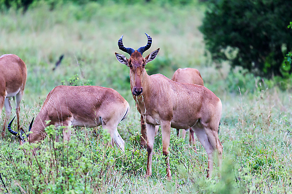 포토 JPG 해외이미지 동물 야생동물 밭 포유류 아프리카 자연 초식동물 뿔 서기 풍경 초원 사람없음 야외 머리 환경 코트 방목 꼬리 영양 케냐 사바나 세렝게티 탄자니아 해외202105 해외포토 나라 농업 모션 신체부위 외투 축산업 생태계 파일형식