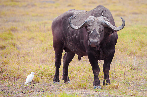 포토 JPG 해외이미지 동물 야생동물 포유류 아프리카 자연 조류 건조 사람없음 소 군중 황소 상아 케냐 동쪽 남쪽 나미비아 나이지리아 니제르 보츠와나 에티오피아 우간다 콩고 탄자니아 토고 해외202105 해외포토 나라 사람 방향 생태계 남아프리카 파일형식 서아프리카