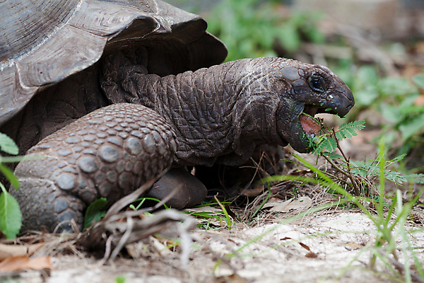 포토 JPG 해외이미지 동물 행복 야생동물 파충류 아프리카 자연 사람없음 야외 머리 맑음 껍질 거북이 보호 숲 큼 땅 에콰도르 갈라파고스 세이셸 느림 거인 남쪽 모리셔스 옛날 해외202105 해외포토 감정 나라 컨셉 날씨 신체부위 남아메리카 크기 방향 생태계 파일형식