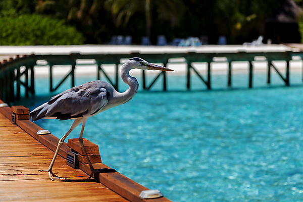 포토 JPG 해외이미지 동물 1 야생동물 모래 바다 자연 조류 하늘 아침 서기 풍경 사람없음 물 파란색 환경 회색 인도인 왜가리 휴양지 서식지 남쪽 해외202105 해외포토 주간 자연요소 외국인 컬러 모션 동양인 장소 방향 생태계 파일형식