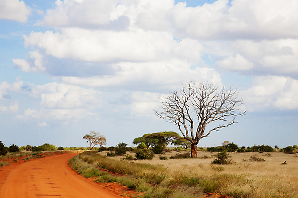 포토 JPG 해외이미지 나무 식물 도로 모래 잎 밭 아프리카 자연 하늘 건조 풍경 초원 사람없음 야외 파란색 환경 맑음 사막 시골 숲 언덕 먼지 케냐 나미비아 방법 사바나 수평선 해외202105 해외포토 나라 길 컬러 농업 교통시설 날씨 생태계 남아프리카 파일형식
