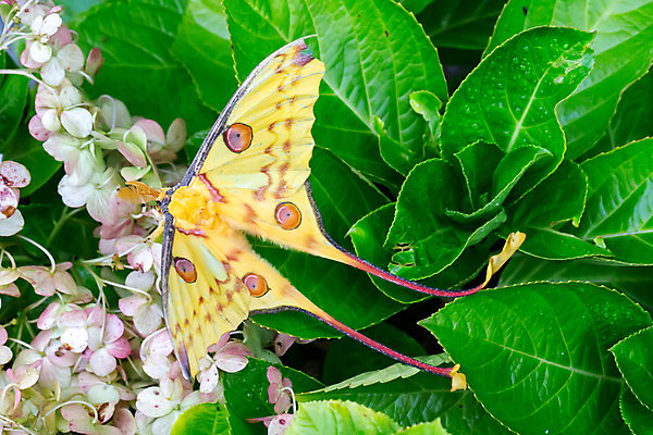 포토 JPG 해외이미지 식물 동물 꽃 야생동물 나비 곤충 패턴 날개 아프리카 자연 사람없음 빨간색 회색 진화 숲 꼬리 라임 나방 마다가스카르 생태학 특별함 혜성 해외202105 해외포토 교육 나라 별 컬러 컨셉 무늬 과일 소방 생태계 파일형식