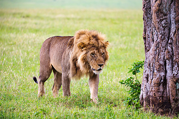 포토 JPG 해외이미지 동물 야생동물 포유류 아프리카 자연 사람없음 야외 걷기 환경 힘 위험 사자 큼 왕 리더 육식동물 5 갈기 사냥꾼 케냐 사자자리 표범 남쪽 사바나 세렝게티 웅장함 힘찬 해외202105 해외포토 직업 나라 컨셉 모션 숫자 별자리 크기 방향 생태계 파일형식