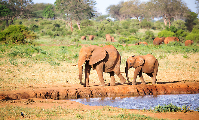 포토 JPG 해외이미지 나무 동물 지구 야생동물 포유류 아프리카 자연 초식동물 코끼리 풍경 초원 사람없음 야외 빨간색 물 햇빛 마시기 그룹 보호 씻기 큼 상아 케냐 사바나 해외202105 해외포토 자연요소 식물 나라 컬러 컨셉 모션 태양 청결 크기 생태계 파일형식