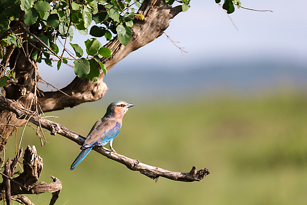 포토 JPG 해외이미지 동물 1 야생동물 분홍색 아프리카 자연 조류 하늘 풍경 사람없음 파란색 보라색 나뭇가지 깃털 부리 롤러 라일락 남쪽 해외202105 해외포토 나무 꽃 나라 컬러 방향 생태계 파일형식