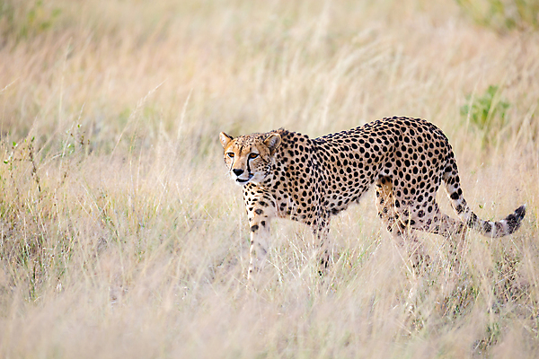 포토 JPG 해외이미지 동물 야생동물 포유류 모션 아프리카 자연 국립공원 초원 사람없음 야외 달리기 위험 큼 속도 꼬리 사냥 육식동물 사냥꾼 케냐 치타 남쪽 사바나 세렝게티 전력질주 탄자니아 해외202105 해외포토 직업 공원 나라 컨셉 크기 방향 생태계 파일형식