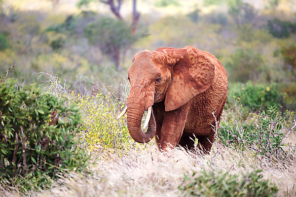 포토 JPG 해외이미지 나무 동물 야생동물 포유류 아프리카 자연 하늘 초식동물 코끼리 건조 풍경 초원 사람없음 빨간색 걷기 게임 큼 5 케냐 서식지 동쪽 사바나 인기 해외202105 해외포토 식물 나라 컬러 모션 놀이 숫자 크기 방향 생태계 파일형식