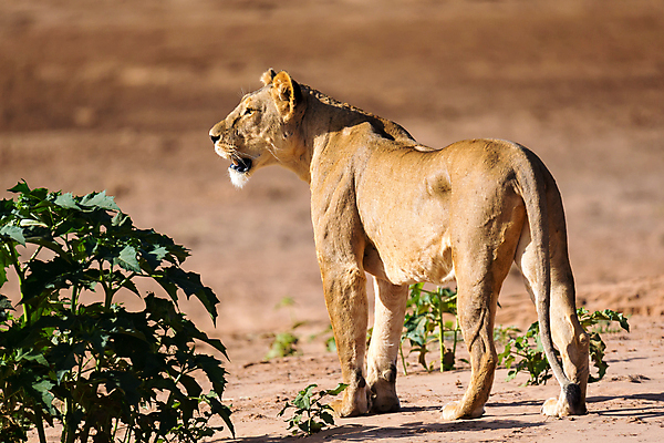 포토 JPG 해외이미지 동물 야생동물 포유류 아프리카 자연 사람없음 야외 빛 강 걷기 게임 떨어짐 위험 사자 큼 육식동물 5 사냥꾼 케냐 남쪽 사바나 암사자 웅장함 해외202105 해외포토 직업 나라 컨셉 모션 놀이 숫자 크기 암컷 방향 생태계 파일형식